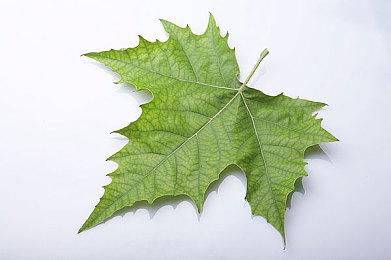 类魂动作游戏《记忆边境》“瘟疫武器”介绍 8月18日发售